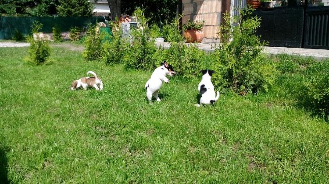Cuccioli di jack russel per adozione ( regalo  )