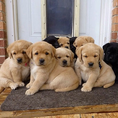 Labrador cuccioli FANTASTICI