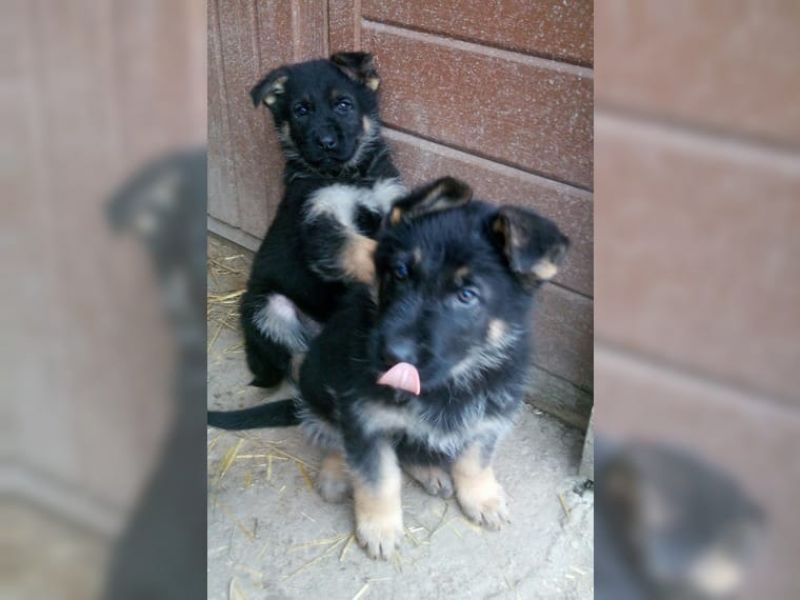 Regalo adorabili cuccioli pastore australiano femminucce e maschietti