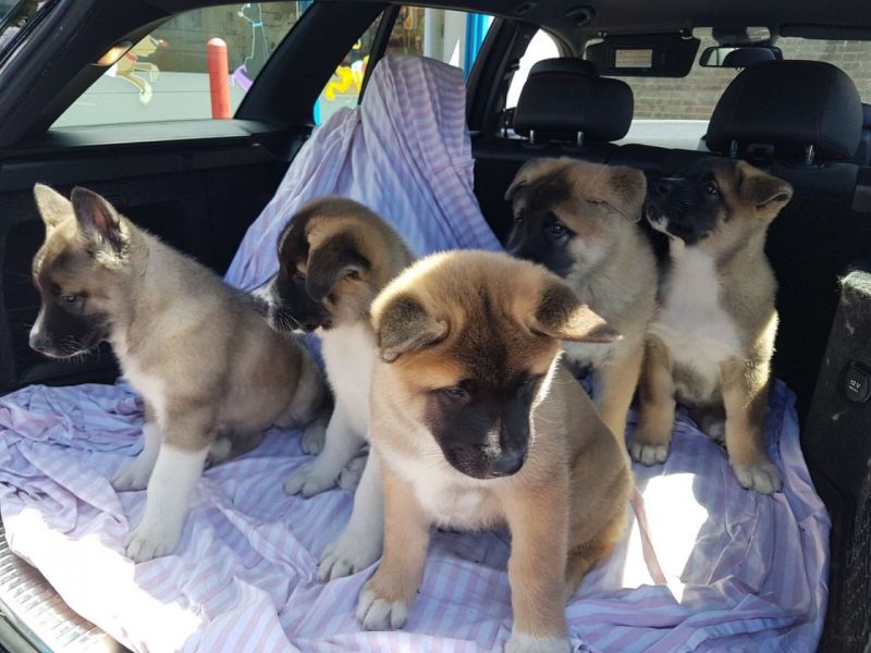Regalo Cucciolo di Akita inu in pronta consegna i cuccioli verranno Dato dopo 90 giorni dalla nascit