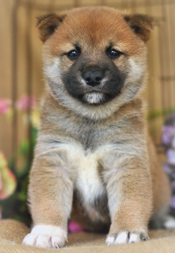 REGALO Cuccioli di Shiba Inu