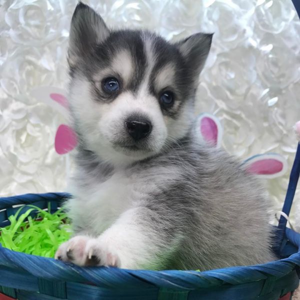 Regalo cuccioli pomsky