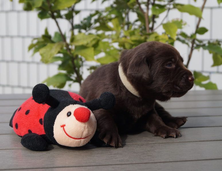  cuccioli di labrador  per adozione ( regalo  )