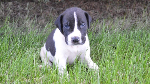 Regalo adorabili cuccioli di Alano femminucce e maschietti disponibili per l'adozione gratuita i cuc
