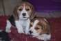 Disponibili cuccioli di Beagle Maschi e Femmine tricolor.