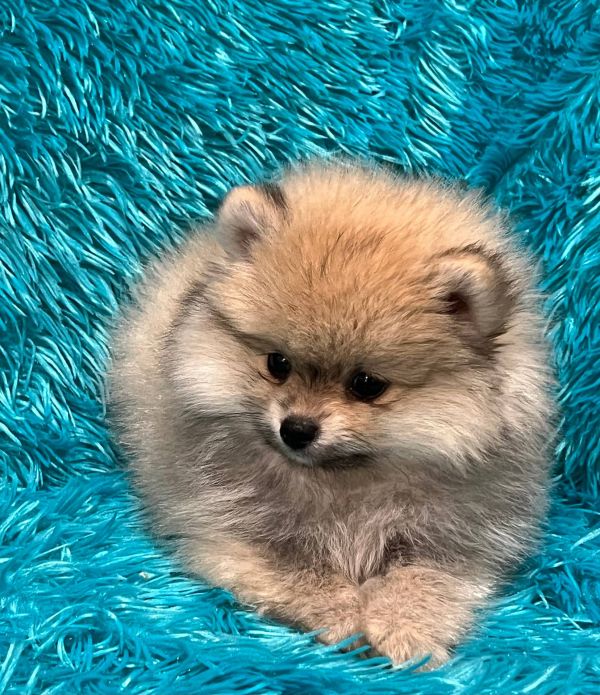   Bellissimi cuccioli di Volpino Pomerania E-MAIL  (marieiris783@gmail.com)