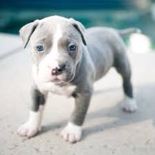 Adorabili cuccioli di pitbull femminucce e maschietti disponibili per l'adozione cuccioli sono vacci