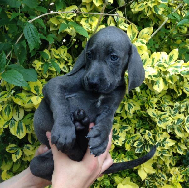 Regalo Cucciolata di weimaraner con 1 vaccinazione, sverminati, dotati di microchip con iscrizione a