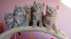 British Shorthair razza pura
