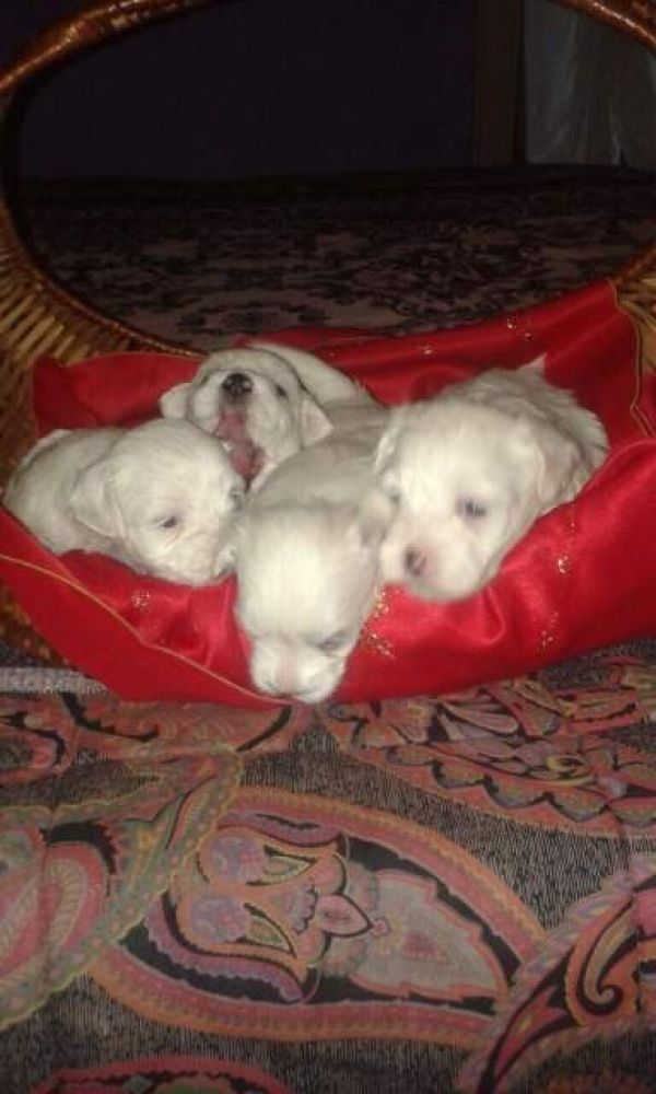Cuccioli bichon maltese