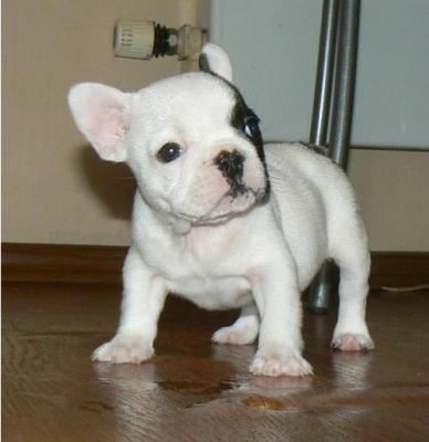 Regalo  BOULEDOGUE FRANCESE cuccioli
