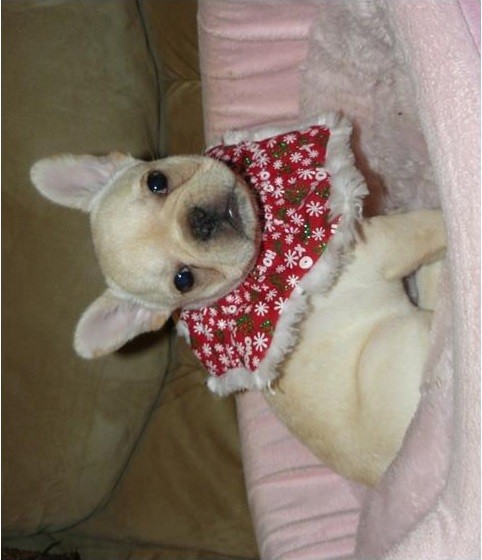 Cuccioli di bulldog francese disponibili