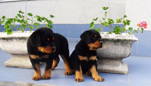 REGALO Cuccioli Rottweiller Disponibili Abbiamo cuccioli rottweiller freschi disponibili tra l'8 e