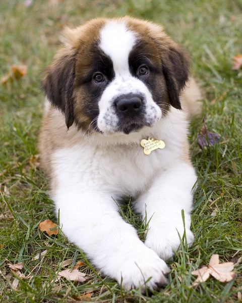 Regalo adorabili cuccioli  san bernardo  femminucce e maschietti disponibili
