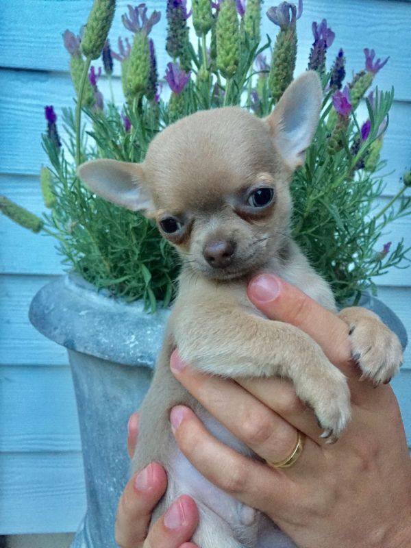 REGALO Cuccioli dolce e bella chihuahua toy Stiamo dando questi nostri cuccioli sani maschi e femmin