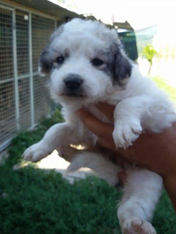  regalo cuccioli di border collie cuccioli disponibili per l'adozione
