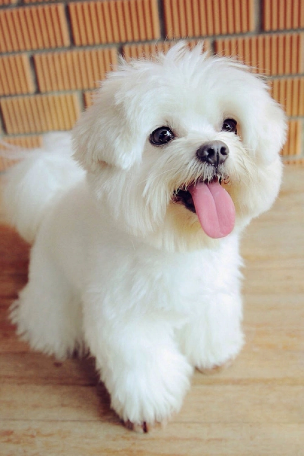 Adorabili cuccioli maltesi eccezionali