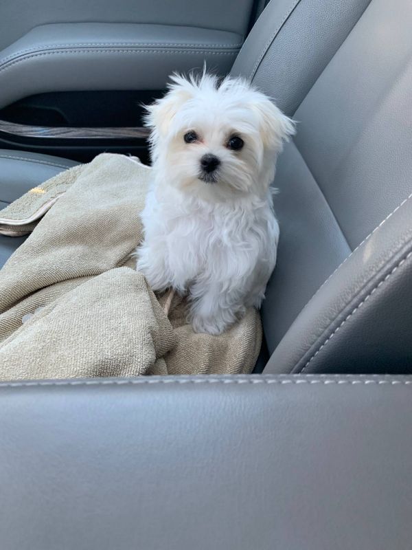 Cuccioli Di Maltese Toy E-MAIL  (marieiris783@gmail.com)