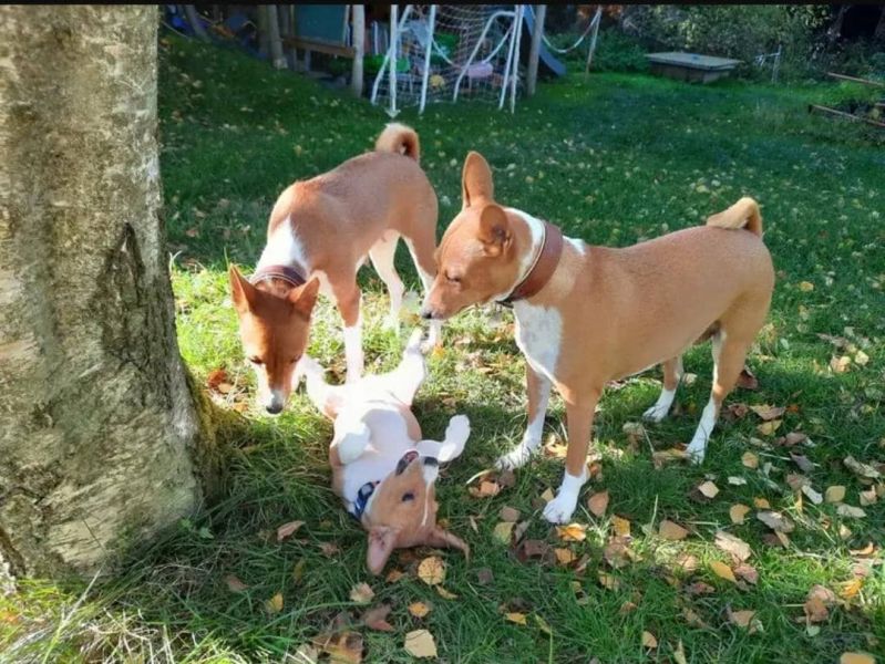 Regalo BASENJI cuccioli disponibili