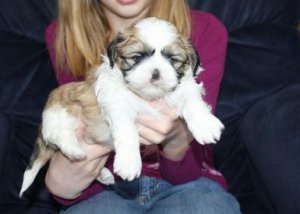 Abbiamo una bellissima cucciolata di SHIH-TZU trcolore.
