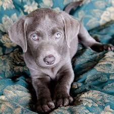 Cuccioli di weimaraner maschi e femmine