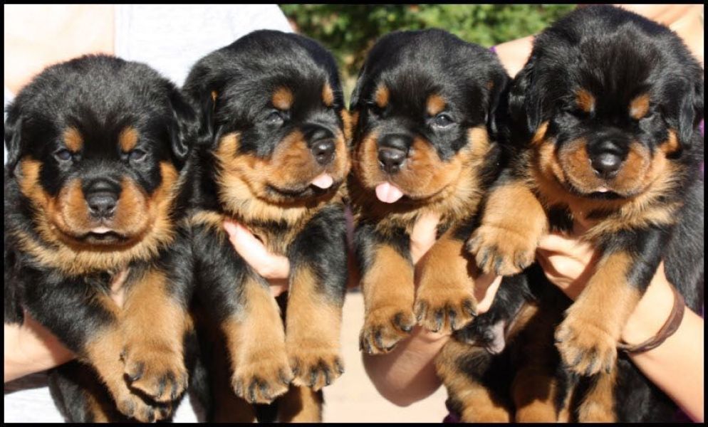 REGALO Cuccioli di rottweiler 1 femmine e un maschietto.