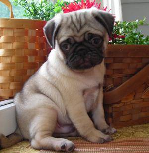 Adorabili cuccioli di dolce carlino femminucce e maschietti disponibili