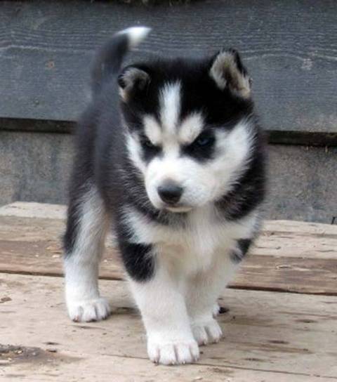 Adorabili cuccioli di siberian husky femminucce e maschietti disponibili