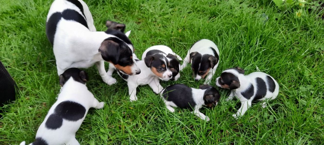 Jack Russell CUCCIOLI