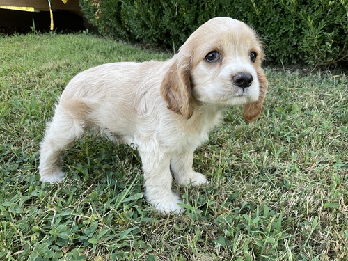 Regalo adorabili cuccioli  basset hound femminucce e maschietti gratuita