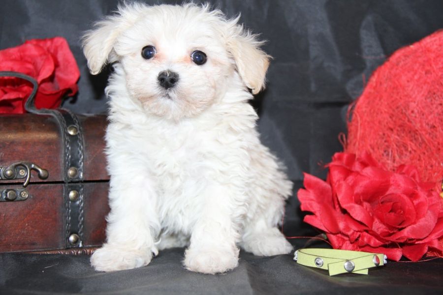 Cuccioli di micro maltese per adozione ( regalo  )