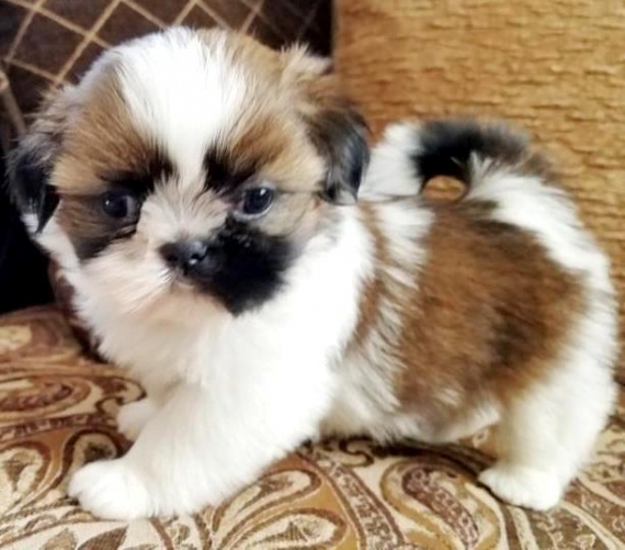 Regalo cuccioli di shitzu