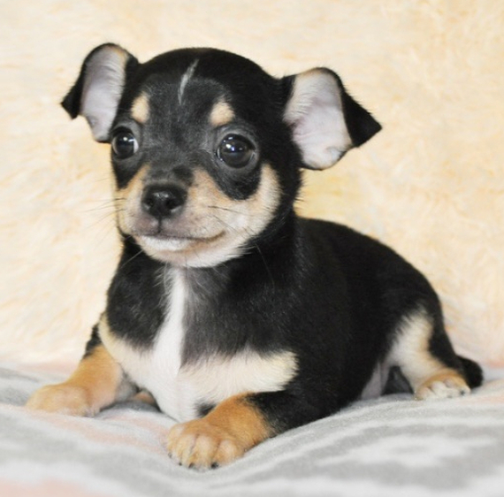 Regalo Chihuahua cuccioli introvabili cuccioli di Chihuahua intelligenti e dolcissimi attaccati al p