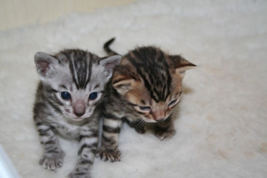 Bellissimo gattino bengala in Regalo