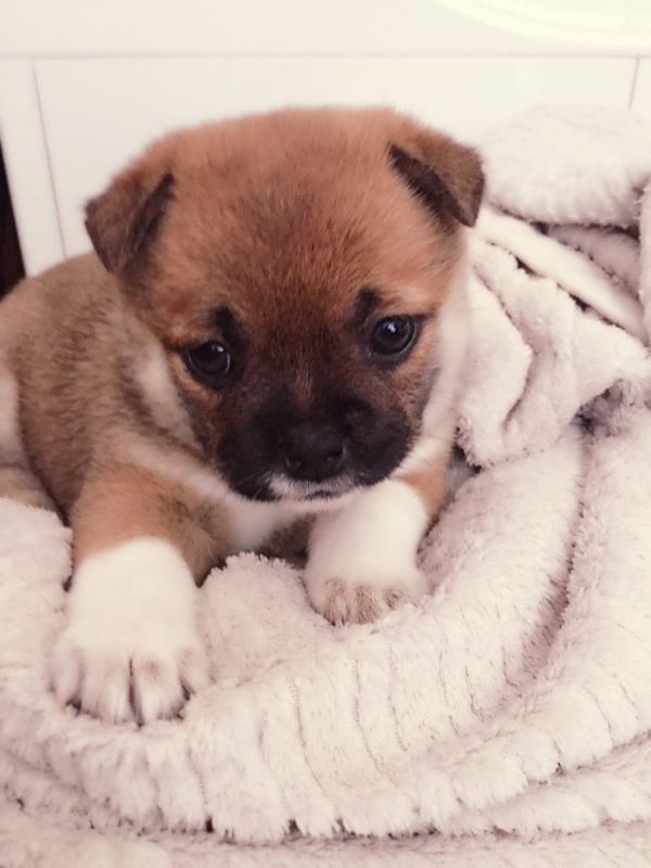 Cuccioli di shiba-inu per adozione ( maschio e femmina )