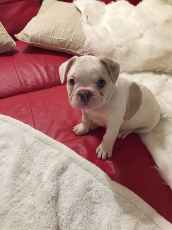 Bellissime Cuccioli di bulldog francese