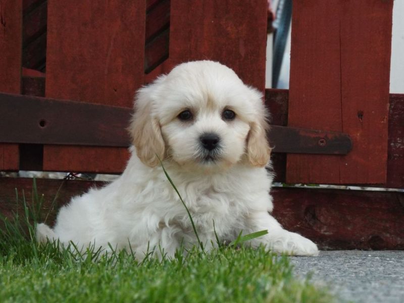  REGALO Cuccioli Shih Tzu avente : Primi vaccini, Passaporto, Libretto sanitario, Microchip. Possibi