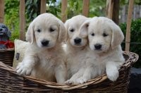 Cuccioli di Golden Retriever