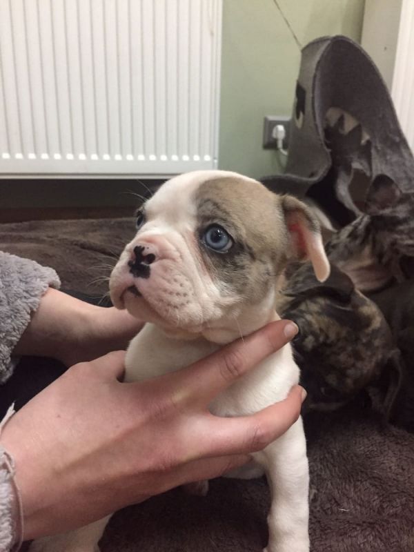 Cuccioli di razza bulldog francese per adozione 