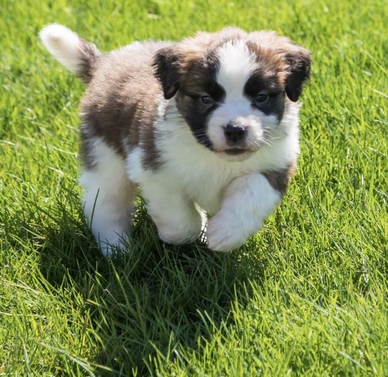 Regalo Cuccioli di San Bernardo  in pronta consegna