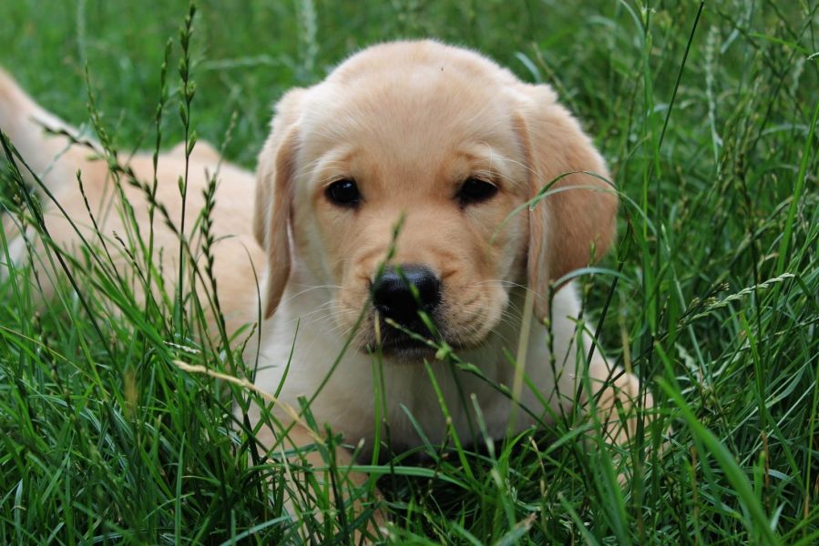  cuccioli di labrador  per adozione ( regalo  )