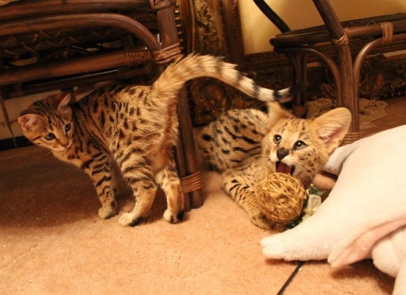  gattini Savannah   per adozione ( regalo  )