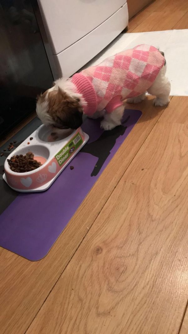 Abbiamo una bellissima cucciolata di SHIH-TZU trcolore.