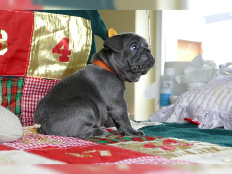 Cucciolo Bouledogue Francese French Bulldog