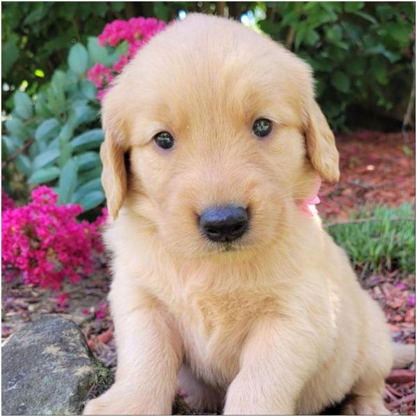 Regalo Cuccioli di Golden retriver