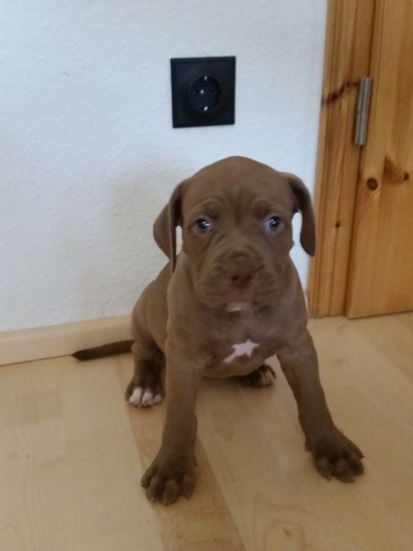   cuccioli di pitbull  per adozione ( maschio e femmina )