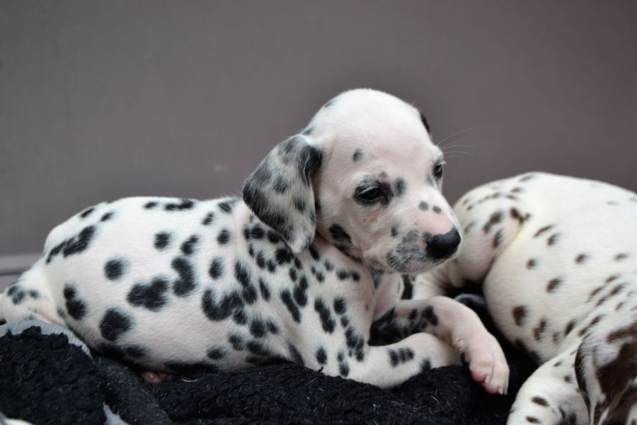 Cuccioli di dalmata  femminucce e maschietti disponibili . i cuccioli sono vaccinati sverminati cipp