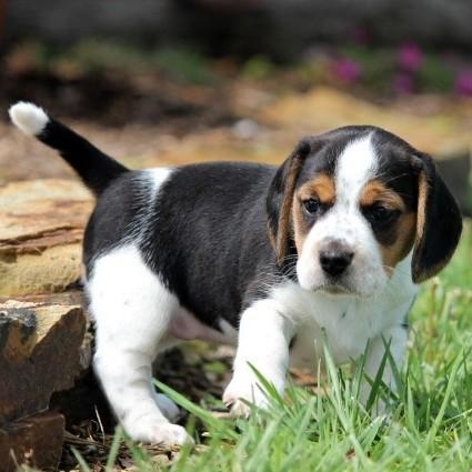 Regalo cuccioli di Beagle