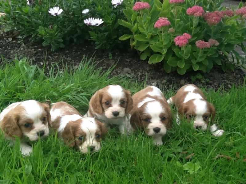 Cuccioli di cavalier king disponibili