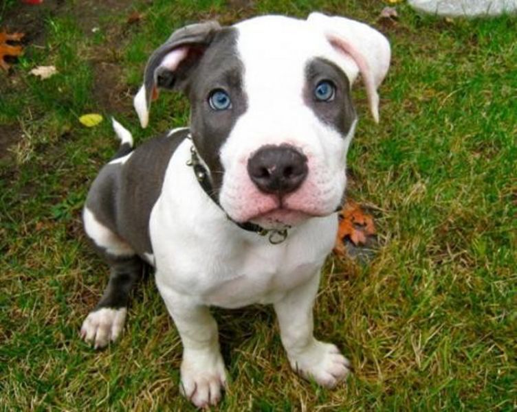 Regalo American Pitbull cuccioli tutti miei nati in casa da genitori sempre di mia propriet� e tranq